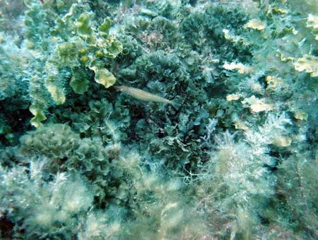 Underwater Sports Diving Centre - Accommodation Perth 3