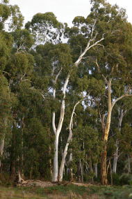 Heysen - The Cedars - Accommodation Perth 2