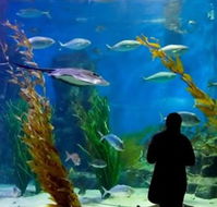 Melbourne Aquarium - Accommodation Perth