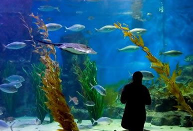 Melbourne Aquarium - Accommodation Perth 0