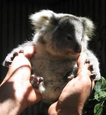 Koala Park Sanctuary - Accommodation Perth 1
