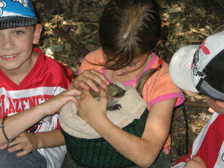 Koala Park Sanctuary - Accommodation Perth 3