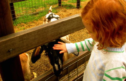Collingwood Children's Farm - Accommodation Perth 0