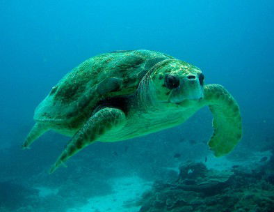 Snorkel Safari Brisbane - Accommodation Perth 4