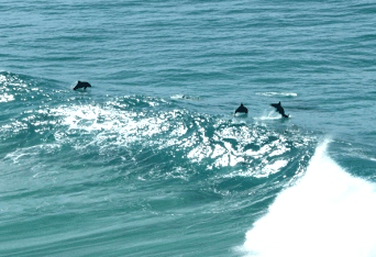 Beach Trekkers North Stradbroke Island - Accommodation Perth 2