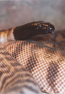 Armadale Reptile & Wildlife Centre - Accommodation Perth 4