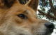 Armadale Reptile & Wildlife Centre - thumb 5