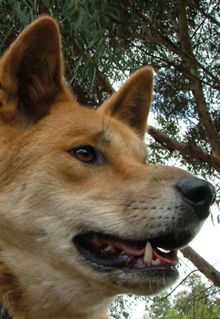 Armadale Reptile & Wildlife Centre - Accommodation Perth 5