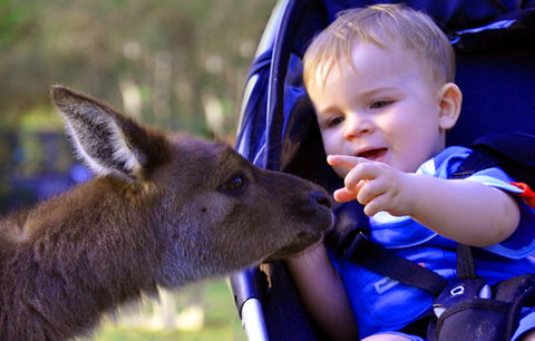 Australian Reptile Park - Accommodation Perth 6