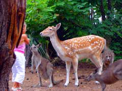 Birdland Animal Park - Accommodation Perth 4