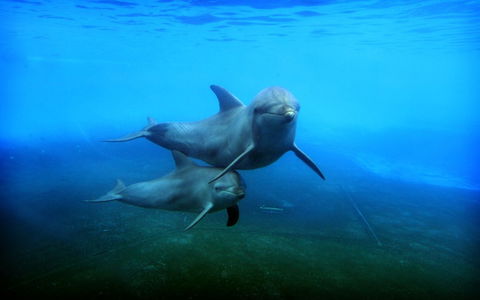 Dolphin Marine Magic - Accommodation Perth 4