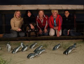 Phillip Island Penguin Parade - Accommodation Perth 4