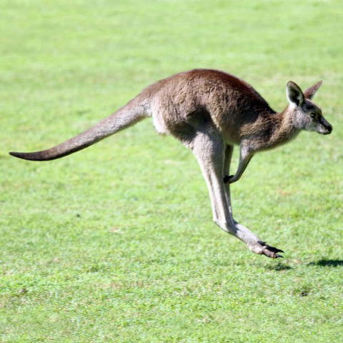 Lone Pine Koala Sanctuary - Accommodation Perth 4