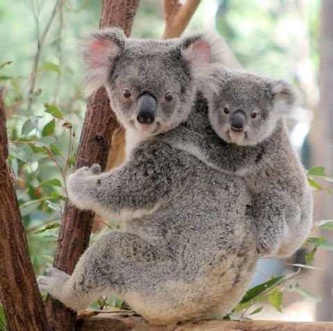 Lone Pine Koala Sanctuary - Accommodation Perth 6