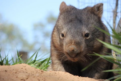 Lone Pine Koala Sanctuary - Accommodation Perth 7