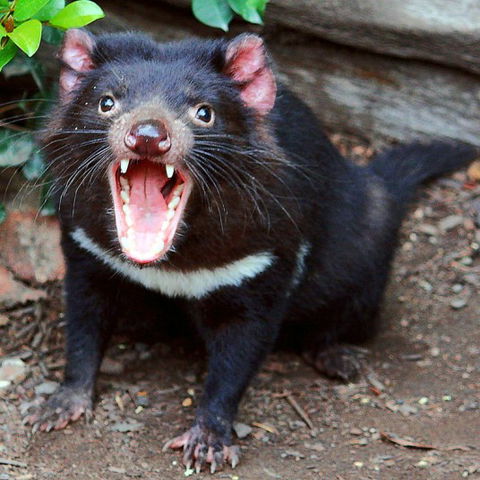Lone Pine Koala Sanctuary - Accommodation Perth 8