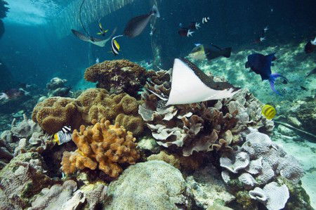 Reef HQ Great Barrier Reef Aquarium - Accommodation Perth 3