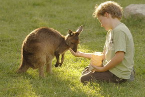 Cleland Wildlife Park - Accommodation Perth 4