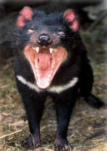 Zoo Doo Wildlife Park - Accommodation Perth 4
