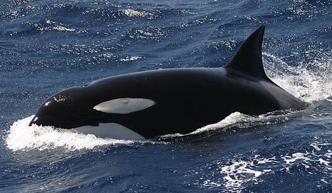Spirit Of Gold Coast Whale Watching - Accommodation Perth 2