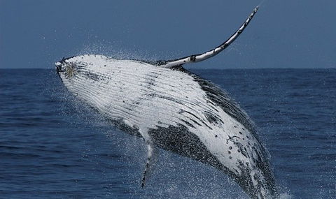 Spirit Of Gold Coast Whale Watching - Accommodation Perth 4