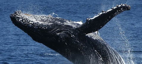 Spirit Of Gold Coast Whale Watching - Accommodation Perth 5