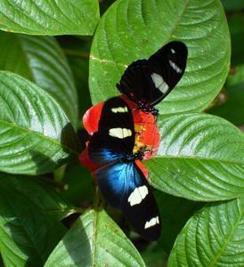 Butterfly Farm - Accommodation Perth 4