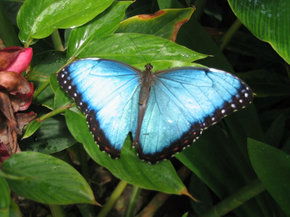 Butterfly Farm - Accommodation Perth 5
