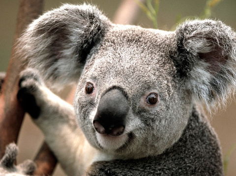 Potoroo Palace - Accommodation Perth 0