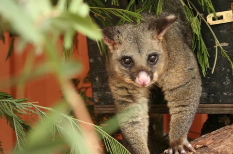 Potoroo Palace - Accommodation Perth 3