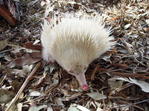 Potoroo Palace - Accommodation Perth 4
