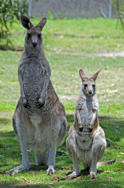 Potoroo Palace - Accommodation Perth 5