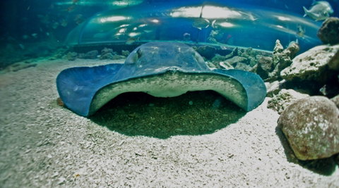 Manly SEA LIFE Sanctuary - Accommodation Perth 3