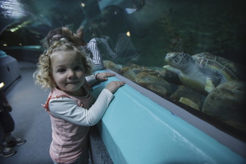 Manly SEA LIFE Sanctuary - Accommodation Perth 4