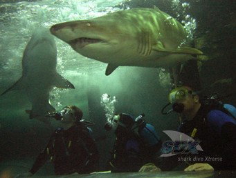 Manly SEA LIFE Sanctuary - Accommodation Perth 5