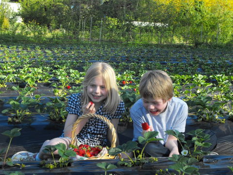 Blue Hills Berries & Cherries - Accommodation Perth 0