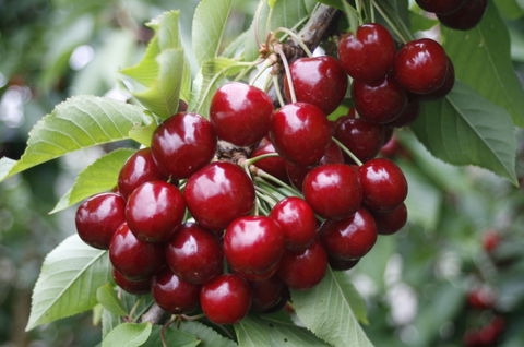 Blue Hills Berries & Cherries - Accommodation Perth 2