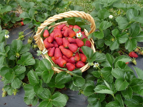 Blue Hills Berries & Cherries - Accommodation Perth 3