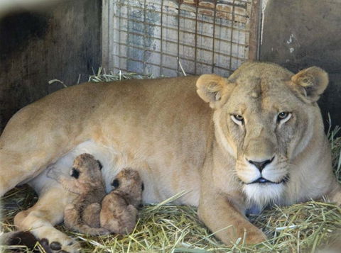 Darling Downs Zoo - Accommodation Perth 2
