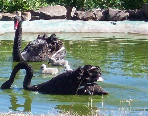 Darling Downs Zoo - Accommodation Perth 3