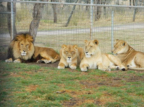 Darling Downs Zoo - Accommodation Perth 4