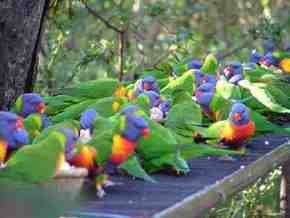 Gorge Wildlife Park - Accommodation Perth 4