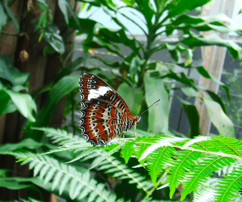 Australian Butterfly Sanctuary - Perth Resorts 1
