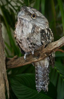Currumbin Wildlife Sanctuary - Accommodation Perth 2