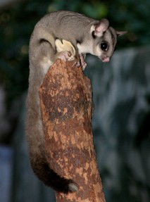 Currumbin Wildlife Sanctuary - Accommodation Perth 3