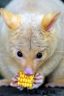 Currumbin Wildlife Sanctuary - Accommodation Perth 4