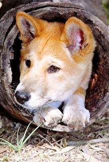 Currumbin Wildlife Sanctuary - Accommodation Perth 6