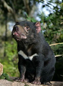 Currumbin Wildlife Sanctuary - Accommodation Perth 7