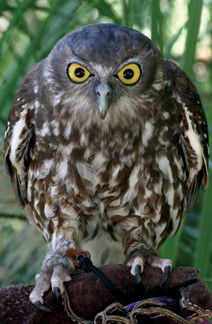 Currumbin Wildlife Sanctuary - Accommodation Perth 9