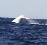 Australian Whale Watching - Accommodation Perth